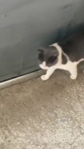 A medium shot shows a grey and white cat walking past a grey metal corrugated wall. The cat is moving from left to right. The cat's tail is up and curved. The cat's head is down and it appears to be sniffing the ground. The ground is concrete.