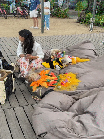 Costumed dogs strut red carpet at Bali pet fashion gala