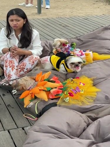 Costumed dogs strut red carpet at Bali pet fashion gala