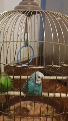 The video shows a close-up of a birdcage containing two budgies. The cage is made of metal bars with a domed top. Inside the cage, there are perches and some bedding material on the floor. One budgie, primarily blue and white, is perched in the center of the cage, facing the camera. Another budgie, primarily green and yellow, is visible on the left side of the cage, facing away from the camera. A human finger is visible in the lower right corner of the frame, reaching towards the blue and white budgie. The background is blurred but appears to be an indoor setting. The video is shaky and the focus shifts slightly at times.