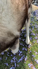 Dog runs through purple flower petals in Mexico City