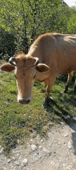 Cow observed grazing near stone path in New Athos