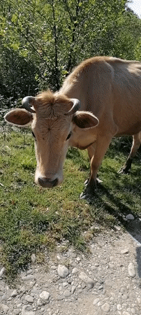 Cow observed grazing near stone path in New Athos