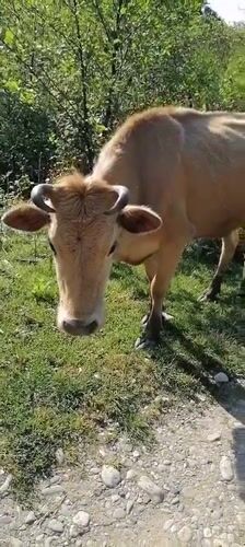Cow observed grazing near stone path in New Athos