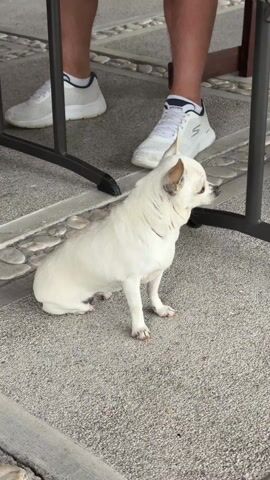 The video shows a small, white, short-haired dog, possibly a Chihuahua, sitting on a gray textured surface. The dog is near the legs of a person wearing white sneakers. The person is standing and the dog is positioned underneath a table or some sort of framework. The background consists of tiled flooring. The dog is looking to the right, away from the camera.