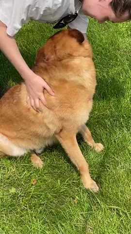 A person is petting a medium-sized tan dog sitting on a grassy area. The dog is facing to the right and appears to be looking slightly upwards and to the side. The person is kneeling or sitting and is touching the dog's back and side. The background is out of focus green grass with some sunlight.