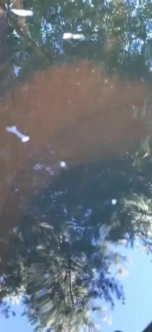 The media file displays a reflection in water, likely from the perspective of someone looking down. The reflection shows trees with lush green foliage and a clear blue sky above, suggesting a bright, sunny day. The water appears somewhat murky with some debris or particles floating on or near the surface, causing small white shapes to appear. The reflection of the trees is dominant, with branches and leaves creating a dappled pattern. In the upper portion of the reflection, there's a large, lighter brown area, possibly a reflection of the ground or a sandy bank. The overall scene evokes a peaceful, natural setting, typical of a rural or forested area in Russia, given the provided location context of "Былина Снт, Russia." There is no discernible activity or event taking place beyond the natural scene being reflected. No people or specific objects are clearly identifiable in the reflection, other than the trees and sky. The time of day appears to be daytime due to the bright sunlight casting reflections. There is no visible text in the media file.