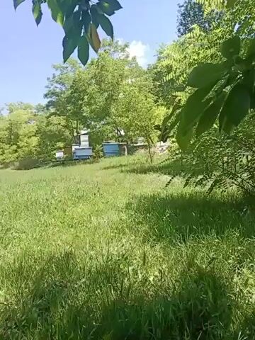 The video shows an apiary with several beehives set up in a grassy field, surrounded by trees. The beehives are rectangular structures, some painted in blue and yellow. In the foreground, there is lush green grass, and the branches of a tree with green leaves hang into the frame from the top. The background features more trees and a clear blue sky with scattered white clouds. The scene appears to be outdoors in a rural or natural setting. The lighting suggests it is daytime, likely late morning or early afternoon, given the brightness and the shadows. There is no visible text in the video. The overall mood is peaceful and serene, evoking a sense of nature and agriculture. The location context provided is Cimișeni, Moldova.
