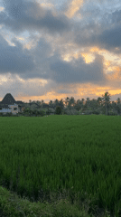 Rice paddies documented under cloudy skies in Tegallalang, Indonesia