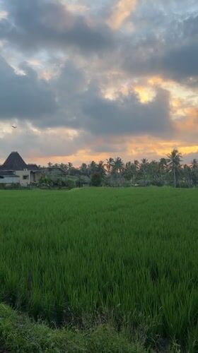 Rice paddies documented under cloudy skies in Tegallalang, Indonesia