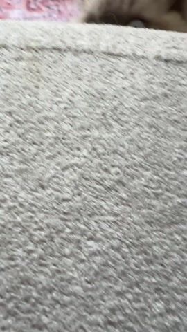 A fluffy, light-colored cat with grey markings and wide blue eyes is visible from the nose up, peeking over a light gray, textured surface. A bare human toe is partially visible above the cat. A pink, red, and blue patterned fabric is in the background. The cat is staring directly at the camera.
