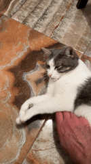 Cat rests on marble floor in Moscow