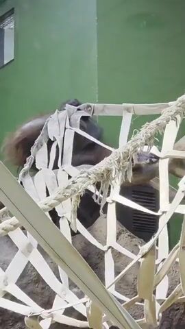 The video shows an orangutan lying in a white rope and strap structure against a green wall in an enclosure. The orangutan is mostly obscured by the straps and ropes, but its face and dark hair can be seen. Part of a window is visible above the green wall. The orangutan appears to be resting or playing with the structure.