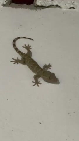 The video shows a gecko clinging to a white wall. The gecko is light brown with darker brown spots on its body. Its tail is striped with alternating dark and light bands. The wall appears to be textured. There is a small section of the ceiling visible at the top of the frame.