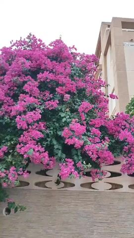The video captures a close-up view of vibrant pink bougainvillea flowers cascading over a decorative wall. The flowers are lush and abundant, with a deep fuchsia hue. Behind the flowers, a modern building with beige-colored walls and balconies is visible. The sky above is a pale blue with scattered white clouds. The wall itself is constructed of light-colored stone at the bottom and features a patterned design with oval cutouts above. The camera pans slightly, offering different angles of the blooming flowers and the architectural elements of the scene. The overall impression is one of natural beauty intertwined with contemporary construction.