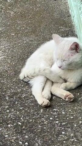 A white cat rests on a gray concrete surface next to a green wall. The cat is mostly still, with its eyes opening and closing slowly. Its legs are crossed.