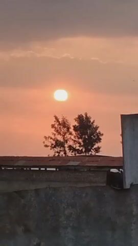 The video displays a scene of a vibrant sunset behind a tree and a structure, possibly a building or shed. The sun appears as a bright, white orb set against an orange-tinted sky scattered with light clouds. The tree stands out as a dark silhouette in the foreground, while the structure beneath is partially visible with a textured surface and corrugated roofing. Throughout the video, the camera remains steady with minimal movement. At one point, a cow is briefly visible at the edge of the structure. The overall lighting creates a serene and picturesque ambiance.