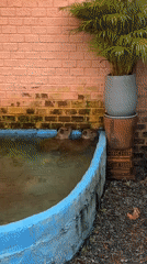 Two capybaras spotted bathing in pool in Choeng Thale