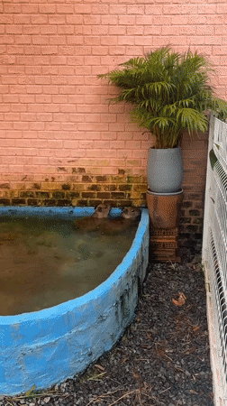 Two capybaras spotted bathing in pool in Choeng Thale