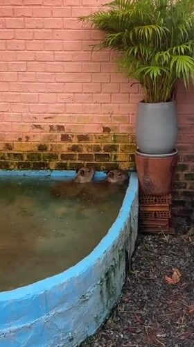 Two capybaras spotted bathing in pool in Choeng Thale