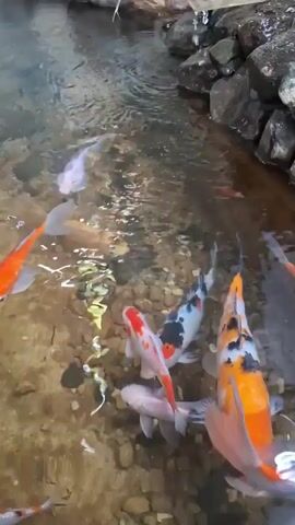 A group of koi fish swim in a shallow, rocky pond. The fish vary in color, with some being white, orange, black, and red. The water is clear enough to see the rocks on the pond floor. The scene appears to be outdoors, possibly in a garden or park.