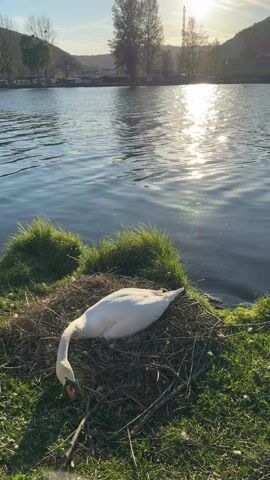 The video shows a white swan sitting on a nest made of twigs and grass near the edge of a body of water. The water is reflecting the sunlight, creating a shimmering effect. There is green grass surrounding the nest, and in the background, there are trees and hills. The sky is blue with the sun shining brightly.