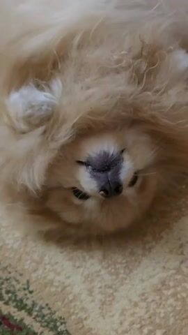 A close-up, shaky video shows a fluffy light brown dog on a patterned carpet. The dog's head is mostly in focus, with its eyes and nose visible. The dog appears to be shaking its head, causing its fur to blur. The carpet has a geometric pattern with beige and darker lines, and a hint of green is visible in the bottom left corner.