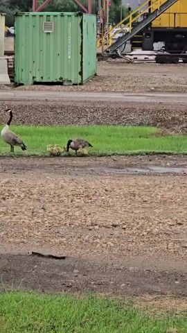 This video shows a family of Canada geese, including two adult geese and four goslings, standing on a patch of grass next to a gravel path. In the background, there is a large green shipping container, industrial equipment, and some white concrete barriers. The ground is a mix of gravel and dirt, with some patches of grass. The weather appears to be overcast. The geese are standing close together and seem to be foraging for food or resting. There is no discernible interaction with humans or other animals. The scene suggests an outdoor, possibly industrial or construction site, where wildlife has found a way to inhabit the area.
