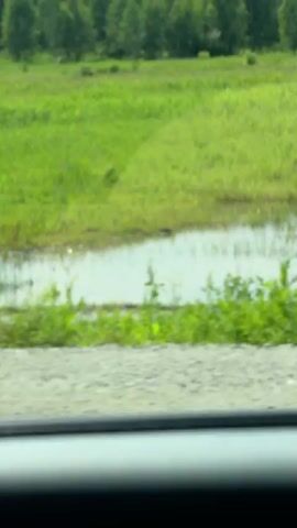 The video begins with a shot of two horses in a grassy field with a puddle in the foreground, viewed from inside a vehicle. The view then pans across the field and a dirt road before focusing on a paved road with cars driving in the distance. The scene is a rural landscape with trees and a bright sky.