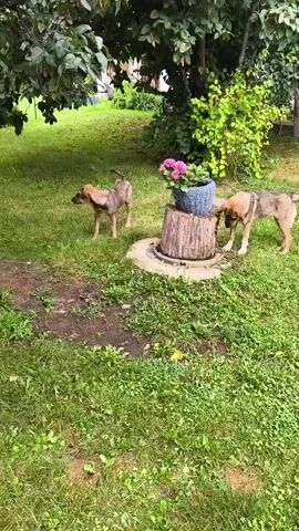 A medium shot shows two young dogs in a grassy yard. The dog on the left is facing left, with its head lowered. The dog on the right is facing the camera, with its head down, sniffing at a wooden post. On top of the post is a blue basket containing pink flowers. The ground is covered in green grass with patches of dirt. There is a large tree with green leaves above and to the left of the dogs, and a bush with green leaves to the right. In the background, a wooden structure with a ladder is visible.