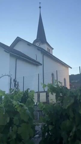 The video opens with a low-angle shot of a white church with a black steeple. A clock is visible on the steeple. In the foreground, lush green grapevines obscure the bottom portion of the church. The camera then pans to the right, revealing a fence, and then moves further to show a tree and a building with a gothic-style window. The final shot is a panoramic view of rolling hills covered in vineyards, a body of water in the distance, and a clear blue sky. The time of day appears to be early morning or late evening due to the soft lighting. There are no people visible in the video.