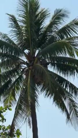 The video shows a tall coconut tree against a clear blue sky. There is a person, possibly a climber, situated high in the tree near the coconut clusters. Other trees with green foliage are visible in the lower left corner. The wind gently moves the palm fronds.