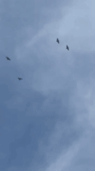 Four birds spotted flying in formation over Zagatuy, Russia