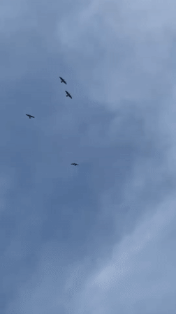 Four birds spotted flying in formation over Zagatuy, Russia