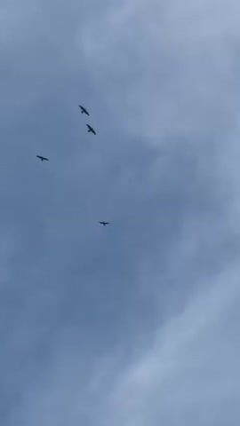 Four birds fly in formation against a cloudy, pale blue sky.