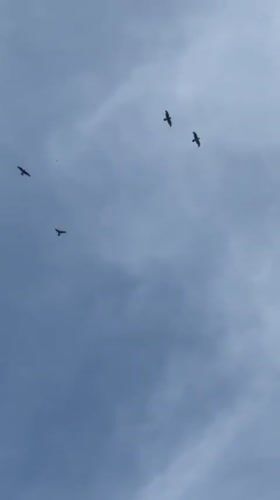 Four birds spotted flying in formation over Zagatuy, Russia