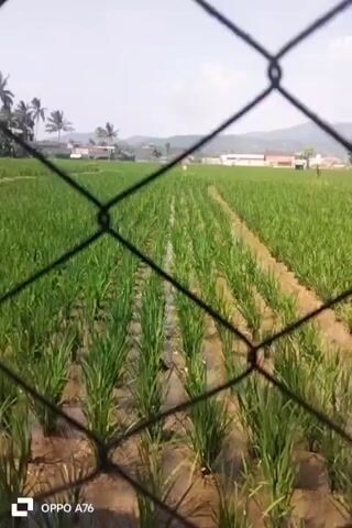 A close-up shot of a wire fence is in the foreground, obscuring the view of a lush green rice paddy field. The rice stalks are planted in neat rows, with water visible between them. In the background, a village with houses and palm trees is nestled against rolling hills under a bright, cloudy sky. The timestamp indicates the video starts at 00:00.