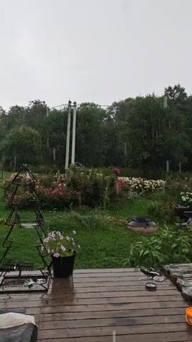 The video depicts a rainy day in a garden setting, likely in Podosinki, Russia. The scene is viewed from a wooden deck, where the rain is visible falling on the wet planks. In the foreground, there are various garden tools and objects, including a black pot with light pink flowers, a metal structure shaped like a Christmas tree, and some gardening implements. Beyond the deck, a lush green lawn stretches towards a vibrant flower bed filled with pink and white blooms, possibly roses and hydrangeas. In the background, a dense forest of green trees forms a natural backdrop. Two utility poles with wires are visible above the treeline, suggesting a rural or semi-rural environment. The sky is overcast, indicating cloudy or rainy weather. The overall atmosphere is peaceful and serene, conveying the quiet beauty of a garden during a rain shower. There is no visible text in the video.