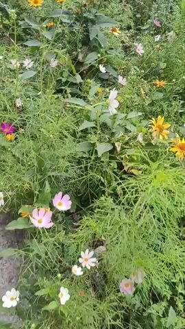 The video shows a close-up view of a garden filled with various flowers and lush greenery. The camera pans slowly across the scene, capturing the details of the plants. In the foreground, there are several light pink and white cosmos flowers, some with delicate petals. Behind them, a vibrant pink cosmos flower stands out. Further back, yellow flowers, possibly daisies or sunflowers, are visible, adding pops of color to the scene. The foliage is dense and varied, with feathery leaves and broader green leaves contributing to the natural, somewhat wild appearance of the garden. The overall impression is one of a thriving, slightly overgrown garden in daylight.