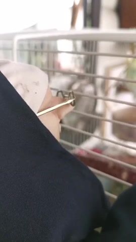 A close-up vertical shot shows a white bird cage with multiple perches and toys. A person's hand reaches into the cage with a small, metallic tool, appearing to adjust something. The hand and tool exit the frame, and a small green bird is visible inside the cage, perched on a wooden object. Another bird, possibly white or light-colored, is also visible further back in the cage. Various other toys and accessories are attached to the cage bars. The background beyond the cage appears to be an indoor setting with a window or opening showing some outdoor elements, possibly trees or foliage.