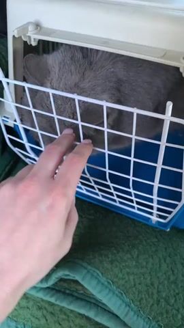 A gray cat is inside a white and blue cat carrier. The cat is looking towards the right of the frame with its yellow eyes partially closed. A person's hand is reaching into the carrier from the left, with two fingers touching the bars of the carrier. The carrier is sitting on a green blanket.