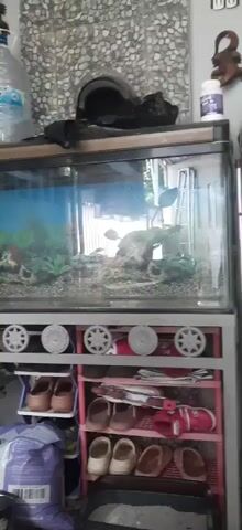 A video shows a medium shot of an aquarium. The aquarium is filled with water and contains rocks, plants, and fish. Below the aquarium is a shelf unit holding shoes.