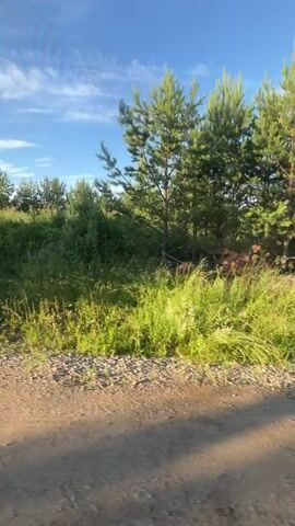 A shot looking out from a vehicle moving along a dirt road beside a line of pine trees and lush green vegetation. The sky is blue with some white clouds visible. The trees are tall and green, with sunlight filtering through them. The vegetation is dense and appears to be growing wild. The dirt road is visible in the foreground, with some gravel and small rocks scattered on it. The overall impression is a peaceful, natural scene on a sunny day.