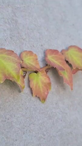A close-up video shows a vine of ivy with green and reddish leaves climbing on a gray, textured wall. The camera moves slowly along the vine, focusing on the individual leaves and their changing colors. The lighting is soft and diffused, suggesting an overcast day or shade. The background is entirely out of focus, with only the wall and the vine visible. There are no people or any other objects in the frame.