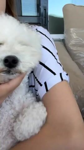 A very close-up shot focuses on the face of a small, white, fluffy dog, likely a Bichon Frise, as it is held by a person. The dog's black nose and dark eyes are visible, with some light tear staining beneath its left eye. The person's arm and the sleeve of a black and white striped shirt are visible in the foreground, obscuring much of the person's body. The background is out of focus, but appears to be an indoor setting with hints of light filtering in from a window. The dog's curly white fur is prominent throughout the frame.
