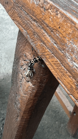 Brief observations of insect and woman documented in Ubud