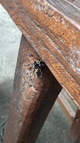 Brief observations of insect and woman documented in Ubud