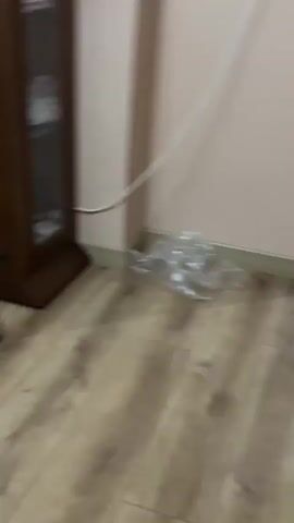 The video begins with a blurry shot of a room. As the camera pans and focuses, it reveals a wooden chair with a patterned rug underneath it. To the right, another chair is visible. The camera then moves closer to the rug, and a calico cat wearing a blue harness is seen sniffing at something on the rug, near the leg of the wooden chair. The cat appears to be the sole focus of the latter part of the video. The environment suggests an indoor setting, possibly a dining area, with a table covered by a white tablecloth in the background. Wires and cables are also visible in the upper left portion of the frame.
