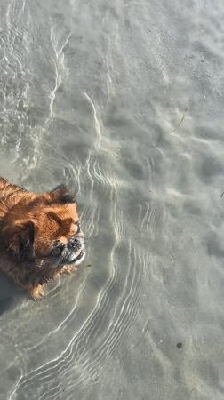 Dog plays and swims along the Albanian shoreline