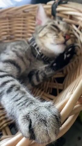 This video features a close-up shot of a tabby cat resting in a woven basket. The cat has distinctive stripes and green eyes, and is wearing a black and white striped collar. The basket appears to be made of natural, light-colored wicker and is positioned indoors, with a blurred background suggesting a domestic setting. The lighting is soft and natural, indicating it might be daytime.

The cat is the sole subject of the video. Its activity primarily consists of resting and grooming. In the initial seconds, the cat appears to be dozing or observing something with half-closed eyes. Then, it lifts a paw and begins to lick it, engaging in typical feline grooming behavior. The cat's paw, with its visible pink toe beans, is prominently featured in the foreground. Its expression shifts from relaxed to more alert as it focuses on its grooming.

There are no visible people in the video, nor any explicit text. The setting is suggestive of a cozy indoor space. The overall mood of the video is tranquil and peaceful, capturing a moment of quiet domesticity. The close-up perspective and soft focus draw attention to the cat's features and movements, creating an intimate and endearing portrayal. The video seems to capture a spontaneous and unposed moment in the cat's day.